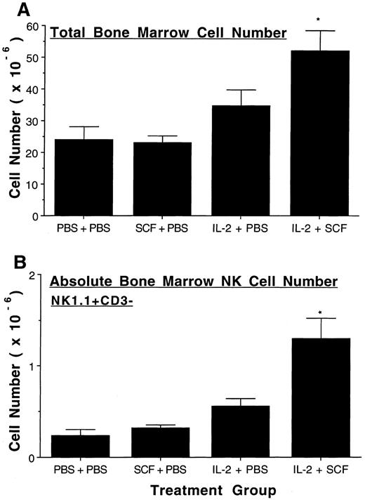 Fig. 3. SCF enhances IL-2 mediated expansion of BM NK cells. After eight weeks of treatment, BM was procured from two femurs in each mouse and the absolute number of BM cells were determined by cell enumeration with a hemocytometer (A). 1 × 106 BM cells were then stained with NK1.1-PE and CD3-FITC and analyzed by flow cytometry for NK1.1+CD3− NK cell populations. There were 1.3 ± 0.02% NK1.1+CD3− cells in the control group, 1.4 ± 0.2% in the SCF group, 1.7 ± 0.1% in the IL-2 group, and 2.4 ± 0.2% in the SCF plus IL-2 group. The SCF plus IL-2 group had a significantly greater increase in percent NK1.1+CD3− cells compared to the IL-2 alone group (P < .005). Absolute BM NK cell number was calculated by multiplying total BM cells by the percent NK cells in the BM (B). Results represent the mean absolute number from 5 to 6 mice per treatment group ± SEM. Statistical significance comparing the SCF plus IL-2 group to the IL-2 alone group is indicated by the asterisk, and represent P < .05 (A), and P ≤ .025 (B).