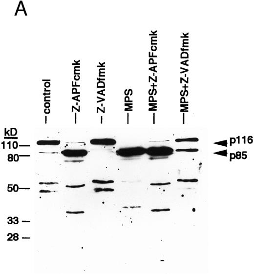 Fig. 2. ICE family protease activation in CLL apoptosis. (A) Cleavage of PARP. Cells were incubated for 16 hours in the absence or presence of 10 μmol/L methylprednislone with or without 25 mmol/L zAPFcmk or 25 mmol/L zVADfmk, and PARP integrity was assessed by immunoblotting. Arrows indicate positions of intact PARP (p116) and the 85 kD caspase-generated PARP fragment (p85). Results from one experiment (patient 22) representative of four independent replicates with different patient isolates. (B) Measurement of caspase activity. Cells were incubated for the times indicated in the absence or presence of 10 μmol/L methylprednisolone, and hydrolysis of the ICE protease substrate DEVD-AMC was measured in a spectrofluorimeter as described in Materials and Methods. Results from two representative patient isolates (not included in Table 1) analyzed on the same day. Levels of DNA fragmentation were measured in parallel (16 hours): (□), patient A, control — 2%; (▪), MPS — 30%; (○), patient B, control — 9%; (•), MPS — 16%. Similar results were observed in three other patient isolates.