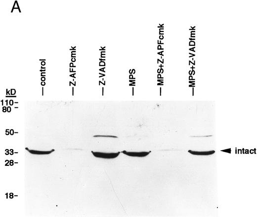 Fig. 5. Effects of the Ca2+ protease inhibitor on processing of two different members of the ICE family. (A) Effects on CPP32. Cells were incubated for 16 hours in the absence or presence of 10 μmol/L methylprednisolone with or without 10 μmol/L zAPFcmk or 25 μmol/L zVADfmk, and levels of the precursor form of CPP32 were analyzed by immunoblotting. Results of one experiment (patient 22, Table 1) that were typical of three independent replicates. (B) Effects on ICH-1L . Cells were incubated as described above and levels of the precursor form of ICH-1L were determined by immunoblotting. Results of one experiment (patient 23, Table 1) that were typical of three independent replicates.