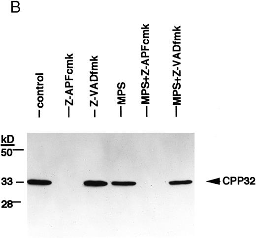 Fig. 5. Effects of the Ca2+ protease inhibitor on processing of two different members of the ICE family. (A) Effects on CPP32. Cells were incubated for 16 hours in the absence or presence of 10 μmol/L methylprednisolone with or without 10 μmol/L zAPFcmk or 25 μmol/L zVADfmk, and levels of the precursor form of CPP32 were analyzed by immunoblotting. Results of one experiment (patient 22, Table 1) that were typical of three independent replicates. (B) Effects on ICH-1L . Cells were incubated as described above and levels of the precursor form of ICH-1L were determined by immunoblotting. Results of one experiment (patient 23, Table 1) that were typical of three independent replicates.