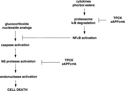 Fig. 6. Schematic representation of the dual effects of TPCK and zAPFcmk on the apoptotic pathway in CLL lymphocytes.
