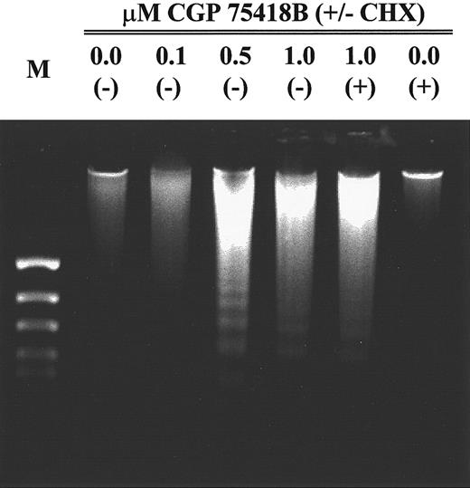 Fig. 6. High–molecular weight DNA extracted from 2 × 106 BV173 cells exposed to graded concentrations of CGP57148B for 48 hours with (+) or without (−) preincubation with 0.5 μg/mL cycloheximide (CHX). M, molecular weight marker (pEMBL digested with Taq I).