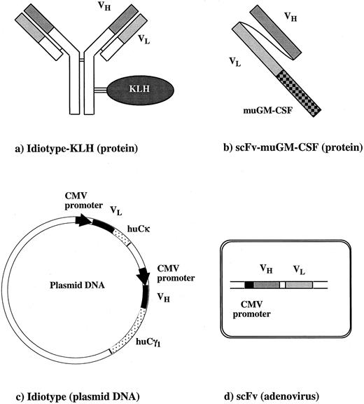 Fig. 1. Id constructs used for the vaccination: (a) Id protein coupled to KLH 50 μg injected subcutaneously twice 2 weeks apart, (b) scFv-muGM-CSF protein 50 μg injected intraperitoneally 3 times 2 weeks apart, (c) Id plasmid DNA (with human IgGκ constant regions) 100 μg injected IM 3 times 1 week apart, and (d) AdV containing the sequence encoding the scFv injected once IM at a dose of 3 × 107 pfu.