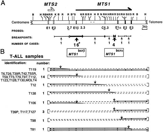 Fig. 1. Restriction map of the MTS locus and schematic representation of its configuration in T-ALL samples. (A) An updated MTS locus map is shown. The probes used and the 2 breakpoint clusters MTS1bcrα and MTS1bcrβ are indicated. C5.3, 2.7, and 2.3, sequence tagged sites (STSs); E, exon; *, polymorphic BamHI site; +, the 16 breakpoints include that of the T84 sample, for which the MTS1 configuration was not fully characterized. (B) Schematic representation of the 2 chromosome 9s in cases with rearrangements occurring in the locus (22 T-ALL samples and the MOLT4 cell line).21 In 1 sample, T106, 2 breakpoints occurring on each chromosome 9 were detected. In T39, breakpoints were different at presentation (T39p) and relapse (T39r). Dashed lines indicate deletions; vertical arrows indicate breakpoint-containing regions. The T84 configuration is not shown. All rearrangements within MTS1bcrβ suppress the possibility to express p16INK4a (encoded by exon 1α, exon 2, and exon 3) and p19ARF (encoded by exon 1β, exon 2, and exon 3). In rearrangements within MTS1bcrα, MTS1 exon 1β is deleted and p16INK4a encoding exons remain unchanged. Transcripts initiated from the promoter located 5′ to MTS1 exon 1α and the p16INK4a protein are expressed (data not shown). These data suggest that p19ARF and/or p15INK4b and not p16INK4a could be the functional target(s) of the rearrangements in these cases (Gordie et al, submitted for publication).
