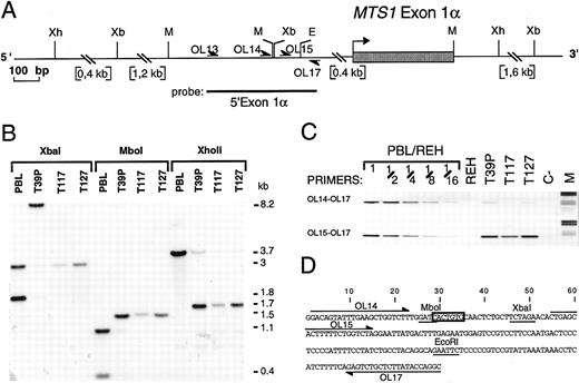 Fig. 2. Characterization of the MTS1bcrα breakpoint cluster. (A) Restriction map of the MTS1bcrα region. Only relevant restriction sites are shown. Xb, Xba I; Xh, XhoII; M, Mbo I; E, EcoRI; OL, oligonucleotide. (B) Southern blot analysis of T39p, T117, and T127 rearrangements using the 5′ exon1α probe and Mbo I, XhoII, and Xba I digests. The T39p sample contains approximately 15% nontumoral cells. (C) Reverse view of ethidium bromide–stained gel showing PCR experiments using primers OL17 v OL14 or OL15. Dilutions of DNA from peripheral blood lymphocytes (PBL) from a healthy donor in DNA from the pre-B cell line REH, in which both MTS1 and MTS2 genes are deleted, were included. M, molecular weight marker V (Boehringer Mannheim, Meylan, France); C-, negative control (no DNA). (D) Nucleotide sequence of the MTS1bcrα breakpoint cluster. Mbo I, Xba I, and EcoRI restriction sites are underlined, and the candidate heptamer targeted by the recombinase activity is boxed. Positions of oligonucleotides used to localize the breakpoints are shown.