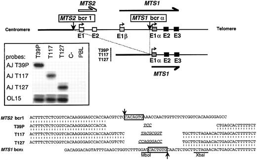 Fig. 3. Cloning and sequencing of 3 breakpoints occurring in MTS1bcrα. Top: Schematic representation of the 36-kb deletion that brings sequences 5′ to MTS2 exon 1 (MTS2bcr1 ) upstream to MTS1 exon 1α. (▪) MTS1 exons; (□) MTS2 exons. Vertical arrows represent breakpoints. Insert: Hybridization with junction-specific oligonucleotides after direct PCR amplification of T39p, T117, and T127 breakpoints with OL16 and OL1. PCR products were analyzed in a 2% agarose, 2% NuSieve gel, transferred on a hybond N+ membrane, and successively hybridized with 32P-radiolabeled oligonucleotide specific for junctional sequences of T39p (AJ T39p), T117 (AJ T117), and T127 (AJ T127) and with a common internal oligoprobe, OL15. C-, negative control (no DNA). Bottom: Nucleotide sequence alignment of T39p, T117, and T127 rearrangements with germline chromosome 9 sequences. Canonic heptamers are boxed, and putative N regions are underlined. No consensus nonamer was found. However, highly degenerated nonamers may be present at 23 bp from the MTS2bcr1 heptamer and at 12 bp from the MTS1bcrα heptamer. Localization of breakpoints on germline sequences is indicated by arrows.