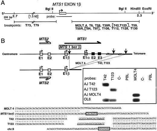 Fig. 4. Characterization of the MTS1bcrβ cluster and cloning of 3 representative rearrangements. (A) Partial map of the DNA region flanked by STS2.3 and STS2.7. Localization of the 2 breakpoints occurring 5′ to MTS1 exon 1β (T73 and T79) and of the 14 breakpoints occurring 3′ to exon 1β is shown. Breakpoints were localized by Southern blot experiments using the MTS1 exon 1β probe and BglII digests, and in certain cases, Sal I, BamHI, EcoRI, and HindIII digests. Bracketed cases show rearranged fragments of identical length in various digests. (B) Top: Schematic representation of MOLT4, T42, and T123 rearrangements. Vertical arrows represent breakpoints. Insert: Hybridization with junction-specific oligonucleotides after direct PCR amplification of the MOLT4 breakpoint using primers OL5 and OL22 and the T42 and T123 breakpoints using primers OL5 and OL20. PCR products were successively hybridized with 32P-radiolabeled oligonucleotides specific for junctional sequences of MOLT4 (AJ MOLT4), T42 (AJ T42), and T123 (AJ T123) and with a common internal oligoprobe, OL6. Bottom: Nucleotide sequence alignment of MOLT4, T42, and T123 rearrangements with chromosome 9 germline sequences. Heptamers are boxed, and putative N regions are underlined. No definite nonamer was found.