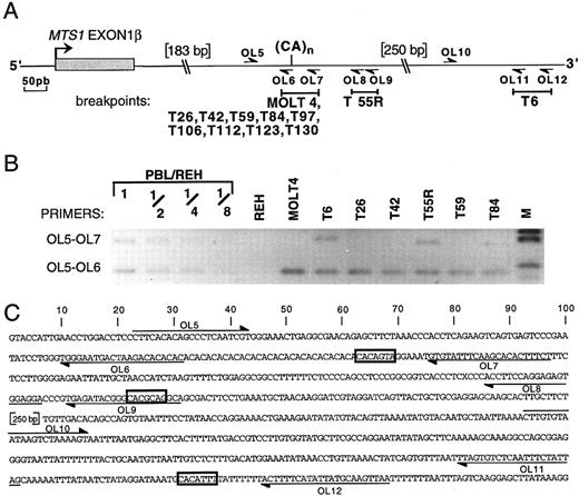 Fig. 5. Localization of the breakpoints occurring 3′ to MTS1 exon 1β by PCR. (A) Partial map of the region located 3′ to MTS1 exon 1β. The polymorphic dinucleotide CA repeat and the primers OL5 to OL12 used to localize the breakpoints are indicated. Breakpoint-containing regions determined by PCR are represented above by solid bars. (B) Reverse view of an ethidium bromide–stained gel showing representative PCR experiments using primers OL5 v OL7 or OL6. Dilutions of DNA from PBL from a healthy donor in DNA from pre-B cell line REH were included in the experiment. M, molecular weight marker V. One undeleted allele is present in case T84. T128 and T39R could not be studied by PCR, because of the presence of nontumoral cells in the T128 sample and the absence of available material for T39R. (C) Nucleotide sequence of the region located immediately 3′ to MTS1 exon 1β. The position of the relevant oligonucleotides is shown, and candidate heptamers are boxed.