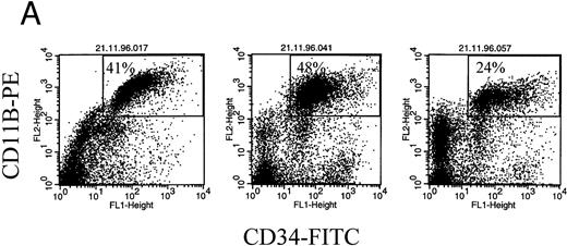 Fig. 5. CD11b+ B cells coexpress CD34, which identifies the clonotypic subset. (A) PBMC from 3 different MM patients were stained with CD11b-PE and CD34-FITC. The box indicates the set of cells for which multidrug transporter function has been analyzed in Figs 1, 3, and 6 and Table 1. (B) In situ RT-PCR amplifies clonotypic transcripts from sorted CD19+ 11B+ MM B cells but not from normal B cells. The left column of panels show in situ RT-PCR on CD19+11B+ B cells from (A) patient no. 11, (B) patient no. 6, and (C) patient no. 13. The right column shows patient-specific in situ RT-PCR on CD19+ B cells from healthy donors. Row (A) used primers specific for patient no. 11, row (B) primers specific for patient no. 6 and (C) primers specific for patient no. 13.