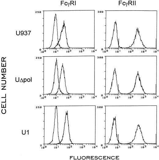 Fig. 1. Surface expression of FcγR I and II in U937, UΔpol, and U1 cells. Flow cytometry of the indicated cells incubated with anti-FcγR IgG was performed after a 48-hour incubation with 40 nmol/L PMA. The left curves represent cells incubated with FITC-labeled isotype matched control antibodies.