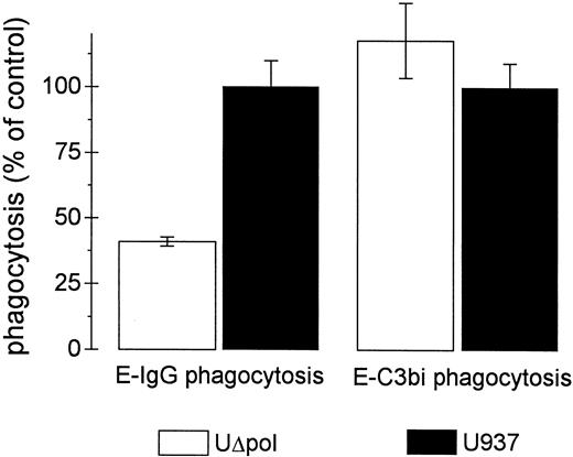 Fig. 2. Expression of HIV-1 does not affect phagocytosis of E-C3bi. Phagocytosis assays were performed as described in Materials and Methods. The mean phagocytic indices of untransfected U937 control cells for E-IgG and E-C3bi were 237 ± 21 and 176 ± 15, respectively. Data represent the mean ± standard error of mean (SEM) (n = 3).