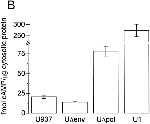 Fig. 4. cAMP inhibits Fcγ R-mediated phagocytosis in U937 cells. (A) Phagocytosis of E-IgG by U937 cells was performed after preincubation for 48 hours in the presence of the indicated concentrations of 8-bromoadenosine-3′:5′-cyclic-monophosphate and 40 nmol/L PMA. (B) cAMP levels in HIV-1–expressing U937 cells and controls. (C) cAMP levels in the indicated cell lines incubated for 48 hours in the absence or presence of the adenylate cyclase inhibitor, 2′-5′-dideoxyadenosine. (D) Phagocytosis of E-IgG by either U937 or UΔpol cells incubated for 48 hours in the absence or presence of the adenylate cyclase inhibitor, 2′-5′-dideoxyadenosine. Data represent the mean ± SEM of three to six experiments.
