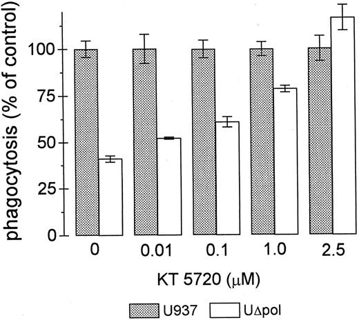 Fig. 5. The PKA inhibitor KT5720 restores phagocytosis of E-IgG by UΔpol cells. Phagocytosis assays were performed with the indicated concentrations of the PKA inhibitor KT5720 as described in Materials and Methods. Data represent the mean ± SEM (n = 3).