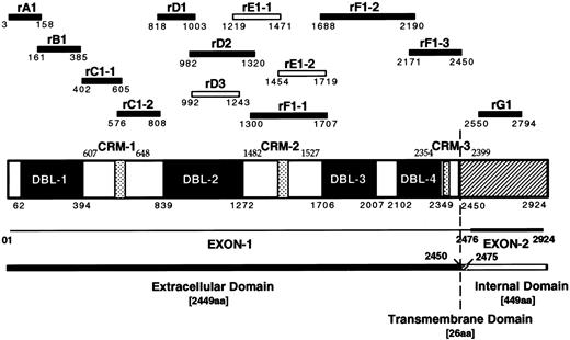 Fig. 1. Schematic diagram of the MC PfEMP1 protein and recombinant protein fragments. Schematic drawing showing the four DBL domains and the three cysteine rich motifs (CRM) of the MCvar-1 PfEMP1 gene with amino acid boundaries. Recombinant proteins (GST or MBP fusion) derived from the MCvar-1 sequence (filled bars) and fragments specific for the MCvar-2 sequence (open bars) are shown.