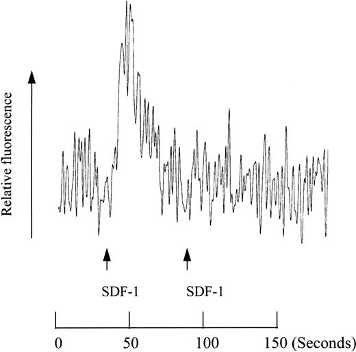 Fig. 8. Desensitization of calcium mobilization in MO7e cells by SDF-1. SDF-1 (final concentration of 50 nmol/L) was used to activate MO7e cells at the indicated time points.