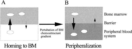 Fig. 11. A model for homing and peripheralization of HPC by chemoattractants. This model considers: (A) homing of HPC to chemoattractants in the BM microenvironment and (B) mobilization of HPC out of the BM microenvironment when the negative gradient of the BM is broken by administering chemoattractants or known HPC mobilizers, which may act directly or induce expressions of chemoattractants outside of BM disturbing normal chemoattractant gradient around BM-PB system. The presence and concentration of chemoattractants are represented as intensity of gradient in the BM and PB compartment. Direction and size of arrows crossing two compartments respectively indicate the direction of cell migration and relative intensity of migration.