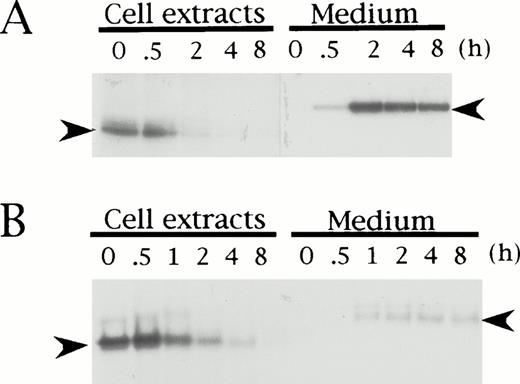 Fig. 3. Pulse-chase analysis of recombinant wild-type (A) and Tokushima-type (B) HRG expressed in BHK cells. Transiently transfected BHK cells were pulse-labeled for 1 hour and chased for 0, 0.5, 1, 2, 4, and 8 hours. Labeled HRG in cell extracts and culture medium was immunoprecipitated and analyzed on SDS-PAGE. Left arrowheads indicate HRG bands within cells, and right arrowheads indicate HRG bands secreted into culture medium.