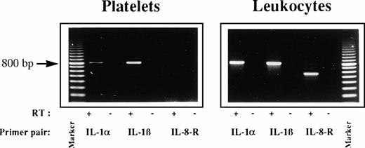 Fig. 5. Platelets contain IL-1 mRNA. The total mRNA of platelets or leukocytes was isolated. These preparations were incubated with (+) or without (−) reverse transcriptase for 1 hour and PCR was performed (35 cycles) for IL-1α, IL-1β, and IL-8 receptor type I (IL-8-R). Samples were run on a 1.3% agarose gel and visualized by UV-transillumination. The expected size of the PCR products are 810, 816, and 589 bp, respectively. A 100-bp ladder was included as marker. Three experiments showed similar results.