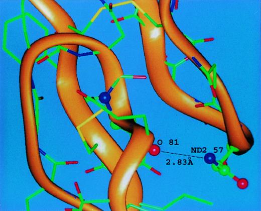 Fig. 7. Molecular modeling of the human FVII EGF-1 module. The figure depicts the FVII EGF-1 loop containing N57 and shows the .283-nm distance from the side chain nitrogen (blue) of N57 to the main chain carbonyl oxygen (red) of C81. Carbon atoms are colored green and sulphur atoms are colored yellow. The main chain is shown as a solid orange ribbon.