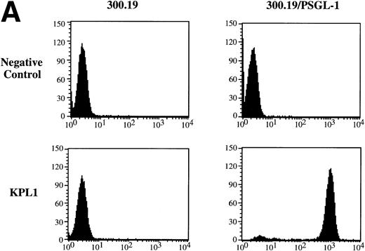 Fig. 1. Specificity of KPL1 for PSGL-1 by flow cytometry and Western blotting. (A) Untransfected 300.19 cells or 300.19 cells transfected with human PSGL-1 cDNA were stained with a negative control (top) or KPL1 (bottom) as described in Materials and Methods. KPL1 does not stain untransfected 300.19 cells, whereas it stains 300.19/PSGL-1 transfectants. (B) Western blotting of whole cell lysates made from HL60 cells (lane 1), 300.19 cells (lane 2), 300.19 cells transfected with human PSGL-1 cDNA (lane 3), COS cells transfected with a control plasmid (lane 4), or COS cells transfected with human PSGL-1 cDNA (lane 5) with the KPL1 antibody. Bands of the appropriate molecular weight (∼120 and ∼240 KD) were seen only in lysates from cells expressing PSGL-1 endogenously (HL60 cells in lane 1) or transfected with human PSGL-1 cDNA (lanes 3 and 5).