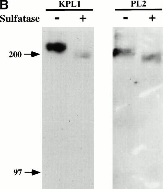 Fig. 2. KPL1 recognizes the tyrosine sulfation motif of PSGL-1. (A) 300.19 cells were transiently transfected with either full length PSGL-1 (top) or a mutated form of PSGL-1 referred to as FFFE/PSGL-1 (bottom) in which the tyrosines at positions 5, 7, and 10 were replaced with phenylalanine. Twenty-four hours posttransfection, the 300.19 cells were stained with either a negative control antibody, KPL1, PL2, or PSL275. PL2 and PSL275 recognize both the full length and mutated form of PSGL-1, whereas KPL1 was able to interact with full length PSGL-1 but did not recognize FFFE/PSGL-1. (B) Arylsulfatase treatment of whole cell lysates abrogates binding of KPL1. Whole cell lysates were prepared as described in Materials and Methods and treated with 1U of arylsulfatase, and Western blotting was performed as described for Fig 1, using KPL1 (left) or PL2 (right).