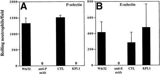 Fig. 4. KPL1 inhibits rolling of neutrophils on CHO cells transfected with P-selectin but not E-selectin under defined shear stress. (A) The rolling of neutrophils on CHO cells expressing P-selectin in the presence of W6/32 (isotype control), HDPG2/3 (a blocking anti–P-selectin antibody), KPL1, or a control antibody for KPL1 was performed as described in Materials and Methods. Both KPL1 and HDPG2/3 completely blocked rolling of neutrophils on P-selectin. No effect on rolling was observed when the control antibodies were used. (B) The ability of freshly isolated neutrophils to roll on E-selectin transfected COS cells in the presence of W6/32, HEL3/2 (a blocking anti–E-selectin antibody), KPL1, or control antibody was performed as described in (A). Only the anti–E-selectin antibody inhibited rolling of neutrophils on E-selectin. No inhibition of rolling was observed when neutrophils were pre-incubated with KPL1 or control antibody, or when monolayers were exposed to W6/32. Values are mean ±SD; one of at least three experiments.