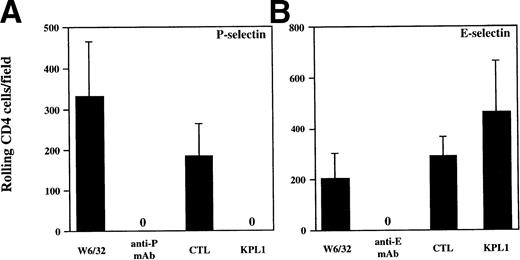 Fig. 5. KPL1 inhibits rolling of all CD4+ T cells on CHO cells transfected with P-selectin but not E-selectin under defined shear stress. Freshly isolated CD4 T cells were assayed for their ability to roll on CHO cells transfected with either P- or E-selectin. (A) Rolling was assessed as described in Materials and Methods after exposure to either W6/32 (isotype control antibody), HDPG2/3 (a blocking anti–P-selectin antibody), KPL1, or a control antibody. Rolling of freshly isolated CD4 T cells was completely inhibited by pre-incubation of CD4 cells with KPL1 or monolayers with HDPG2/3. (B) Rolling of CD4 T cells on CHO cells transfected with E-selectin after exposure to either W6/32, HEL3/2 (a blocking anti–E-selectin antibody), KPL1, or a control antibody for KPL1 was performed as described for (A). Rolling of CD4 T cells was completely inhibited by preincubation of the E-selectin expressing monolayer with HEL3/2, whereas incubation of CD4 cells with either KPL1 or control antibodies had no effect. Values are mean ±SD; one of at least three experiments.
