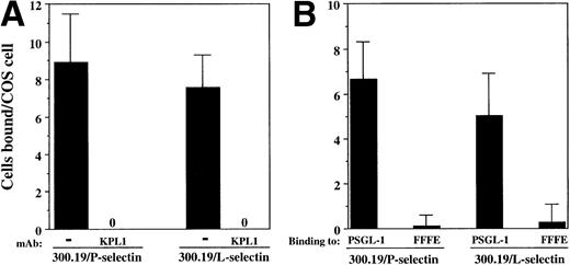 Fig. 6. Interactions between PSGL-1 and L-selectin depend on the tyrosine sulfate motif. (A) COS cells were cotransfected with cDNA encoding PSGL-1, FucT-VII, and C2GnT. COS cells were preincubated with either KPL1 or control antibody for 15 minutes. After extensive washing, 300.19/P or 300.19/L cells were added to the COS cells and the assay was performed as described in Materials and Methods. Adhesion of both cell types was completely inhibited by preincubation of transfected COS cells with KPL1, but not control MoAb (not shown). (B) COS cells were cotransfected with cDNA encoding FucT-VII, C2GnT, and either PSGL-1 or FFFE/PSGL-1. Binding of 300.19/L or 300.19/P cells to the FFFE mutant was undetectable. Values are mean ±SD; one of three experiments.