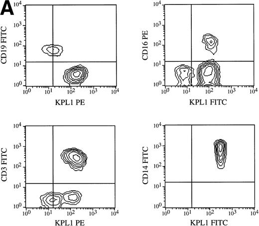 Fig. 7. Expression of PSGL-1 on leukocyte subsets. (A) Human PBMC were isolated by Ficoll density gradient centrifugation and stained for two-color flow cytometry as described in Materials and Methods. Electronic scatter gating was used to select specific subpopulations for detailed analysis. All NK cells (CD16+), monocytes (CD14+), and T cells (CD3+) were positive for PSGL-1 as measured by KPL1, whereas B cells (CD19+) expressed low levels of the KPL1 epitope. (B) All CD4, CD8, α/β (WT31 positive), or γ/δ (anti-TCR-γ/δ-1 positive) cells express uniform levels PSGL-1 as measured by KPL1. Horizontal and vertical lines delineating positive and negative staining were set with appropriate negative control MoAb.