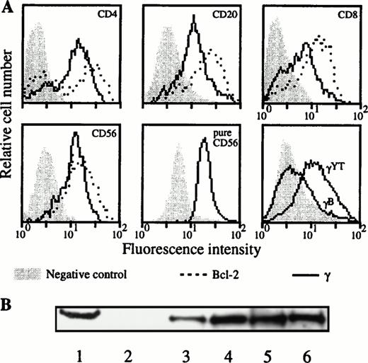 Fig. 7. Intracellular expression of IL-2Rγ in the different lymphocyte populations. (A) After cell permeabilization, intracellular staining was performed against IL-2Rγ and Bcl-2 protein as positive control. Two-color flow cytometry was performed on PBMC isolated from blood collected on sodique heparin for the upper and lower left panels. Results were confirmed for NK cells on purified CD56 cells as indicated (lower middle panel). Lower right panel shows a positive (YT) and a negative B-EBV cell line (B) derived from a XSCID child; background controls are identical with these two cell lines. (B) Blood was collected on sodique heparin and PBMC were isolated at d = 0. PBL, CD4 T lymphocytes and monocytes were purified and Western blots performed on their lysates as explained in Materials and Methods. Lane 1, YT cell line (positive control); lane 2, B-EBV cell line from a XSCID patient (negative control); lane 3, PBMC; lane 4, PBL; lane 5, monocytes; and lane 6, CD4 T lymphocytes.