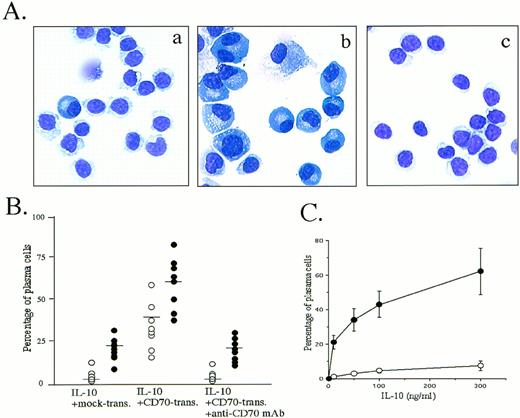 Fig. 1. Induction of plasma cells by triggering via CD27 on B cells. (A) Highly purified peripheral blood B cells were cultured with 100 ng/mL IL-10 in the presence of mock transfectants (a), CD70 transfectants (b), or CD70 transfectants plus anti-CD70 MoAb 2 μg/mL (c) for 8 days, cytospun, and stained with May-Giemsa staining. The results are representative of 12 experiments using different donors. (B) Cultured B cells in the presence of 100 ng/mL IL-10 (○) or IL-10 + IL-2 50 U/mL (•) were stained with May-Giemsa staining and counted for plasma cells and B cells. Transfectants and apparent dead cells were eliminated from the cell count. Horizontal bars represent mean values. (C) Percentage of plasma cells cultured with indicated various concentrations of IL-10 in the presence of mock transfectants (○) or CD70 transfectants (•). Values are the mean ± SD of three experiments.