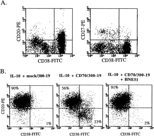 Fig. 2. CD38 expression on multiple myeloma cells and plasma cells induced by CD27 signaling and IL-10. (A) Freshly isolated bone marrow cells from a multiple myeloma patient were stained by the combination of anti-CD38-FITC, anti-CD20-PE, and anti-CD27-PE. (B) Highly purified B cells were cultured with 100 ng/mL IL-10 for 8 days in the presence of mock transfectants, CD70 transfectants, or CD70 transfectants + anti-CD70 MoAb. Then, the cells were stained with anti-CD38-FITC and anti-CD20-PE. Antibody-coated cells, gated on live cells by cell size and granularity, and removed dead cells by propidium iodide staining, were enumerated by flow-cytometric analysis.