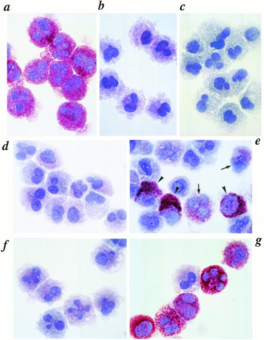 Fig. 1. Immunocytochemical staining of tryptase and chymase in HCMCs cultured with or without IL-4. HCMCs grown in the presence of SCF (100 ng/mL) and IL-6 (80 ng/mL) for 10 weeks (defined as day 0 mast cells) were further cultured with or without IL-4 (10 ng/mL) in the presence of SCF and IL-6 for 56 days. Day 0 mast cells were stained with antitryptase (a), antichymase (b), subclass-matched control mouse IgG1 (c). Day 5 and day 56 mast cells cultured without IL-4 (d and f) or with IL-4 (e and g) stained with antichymase are shown. Typical chymase high positive mast cells (MCTChigh; arrow head) and chymase low positive mast cells (MCTClow; arrow) are indicated (e). This experiment was repeated three times with similar results.