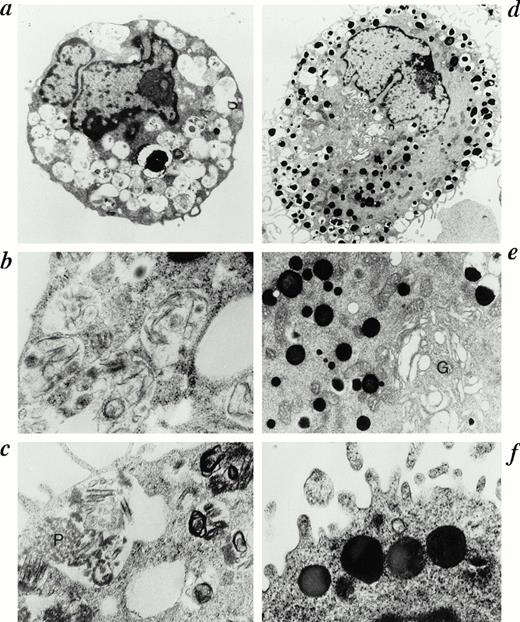 Fig. 3. Ultrastructure of human mast cells cultured in the presence or absence of IL-4. HCMCs grown in the presence of SCF (100 ng/mL) and IL-6 (80 ng/mL) for 10 weeks were further cultured with (d, e, and f) or without IL-4 (a, b, and c; 10 ng/mL) in the presence of SCF and IL-6 for 28 days. HCMCs cultured without IL-4 has few cytoplasmic projections and has an immature nucleus with a large, bright nucleolus (a). Discrete scrolls and lamellar structures with a few rough particles (P in c) are found in the same granules (a and c), and some granules have irregular lamellar structure (b). HCMCs cultured with IL-4 has abundant cytoplasmic projections, well-developed Golgi apparatus (G in d) and numerous granules, which contain dense, crystal materials (d and e), as well as compact electron-dense nondiscrete scrolls (f). Representative results are shown. (Original magnifications: a, ×9,000; b, ×20,000; c, ×20,000; d, ×6,000; e, ×16,000; f, ×22,000.)