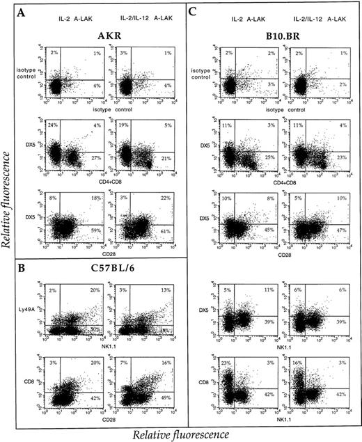 Fig. 6. NK and T-cell markers on H-2k– and H-2b–derived IL-2 and IL-2/IL-12 A-LAK populations. Flow cytometric analysis of (A) AKR (H-2k), (B) C57BL/6 (H-2b), and (C) B10.BR (H-2k)–derived IL-2 versus IL-2/IL-12 A-LAK preparations, stained with FITC (Y axis) and PE (X axis)–labeled MoAbs as described in Materials and Methods. The cells were preincubated with 2.4G2 for 30 minutes before staining. The results are represented in dot plots indicating the percentage of positive cells. Positive populations were calculated via quadrant statistics applying the proper isotype controls to outline the negative populations (top panels represent FITC-labeled rat IgM and PE-labeled syrian hamster Ig, other isotype controls are not shown).