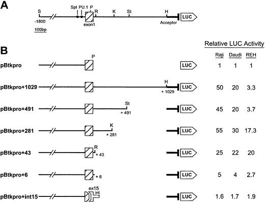 Fig. 4. Functional characterization of the 5′ portion of Btk intron 1. (A) The diagram shows the extent of the Btk genomic sequence flanking exon 1 that was subcloned to produce the largest reporter construct pBtkpro+1029. The Sma I site (S) 1.8 kb upstream of exon 1 and the HindIII site (H) 1.0 kb downstream indicate the 5′ and 3′ extents of the subclone, respectively. Also shown are the Sp1 and PU.1 transcription factor binding sites.3132Restriction sites used to make the deletions included: P,Ppu10I; R, Rsa I; K, Kpn I; and St, StuI. The intron 1 acceptor sequence is shown 5′ to the start of the luciferase gene (LUC). (B) The deletion constructs with the extent of the remaining intron given in base pairs. The final construct represents the fusion between 5′ exon 1 and 3′ exon 15 and the first 119 bp of intron 15. The relative luciferase activity for each construct in the three cell lines tested is given in the table on the right. Reporter construct pBtkpro was assigned the relative activity level of 1 and all other values indicate the fold increase from this basal level. Experiments were performed in duplicate and repeated three times. Values within experiments and between experiments consistently differed by less than 10%.