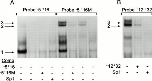 Fig. 6. Gel-shift analyses of the sequence at the exon 1/intron 1 border. Raji nuclear extracts were prepared and tested for their ability to shift three γ32P-labeled oligonucleotides by EMSA. (A) The normal −5+16 probe and the mutant −5+16M probe, indicated above their respective lanes, were incubated in the absence or presence of 200× excess unlabeled oligonucleotide, shown below each lane. (B) The +12+32 labeled probe, indicated above the lanes, was incubated in the absence or presence of 200× excess cold probe as shown below. The three arrows indicate the observed gel-shifts.