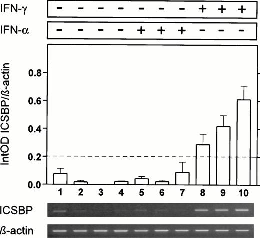 Fig. 3. ICSBP-transcript numbers in mononuclear cells of a CML patient during in vitro stimulation with IFN-α and IFN-γ. An initial control was obtained (lane 1); samples were obtained after 6 hours (lanes 2, 5, and 8), after 24 hours (lanes 3, 6, and 9) and after 48 hours (lanes 4, 7, and 10). No increase ofICSBP-transcript numbers was seen without IFN (lanes 2 through 4) or with IFN-α treatment (1,000 U/mL; lanes 5 through 7). Only during IFN-γ treatment (1,000 U/mL) ICSBP-transcript numbers increased significantly (lanes 8 through 10). The mean of three experiments is displayed (±SEM).