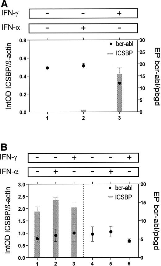 Fig. 7. Comparison of ICSBP- andbcr-abl-transcript levels in vitro. (A) Mononuclear cells from a patient with CML were incubated for 24 hours with no cytokine (lane 1), IFN-α (lane 2), or IFN-γ (lane 3). In IFN-γ–treated cells ICSBP-mRNA levels increased, but no change was seen with bcr-abl-mRNA levels. (B) Stable transfectans of ICSBP-expressing (lanes 1 through 3) and nonexpressing K-562 cells (lanes 4 through 6) are compared. Incubation for 24 hours with no cytokine (lanes 1 and 4), IFN-α (lanes 2 and 5), or IFN-γ (lanes 3 and 6) showed no differences inbcr-abl-mRNA levels. Experiments were performed with three different transfected clones each and the mean is displayed (±SEM).