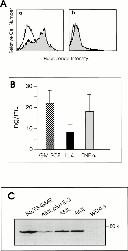 Fig. 1. (A) CD86 expression on infected AML cells. Spleen AML cells were infected with either CD86-sense (a) or CD86-antisense (b) producer clones as described in the Materials and Methods. (□) Control IgG (rat IgG-PE); (▩) CD86-PE (anti-B7.2) MoAb. The hidden portion of the control curve in (a) drops monotonically as a function of fluorescence intensity. (B) Cytokine production by transduced AML cells. Levels of GM-CSF, IL-4, and TNF-α secreted by retrovirally transduced, unselected AML cells cultured for 48 hours at 106 cells/mL were determined by sandwich ELISA using specific antimurine MoAbs for capture and detection. Data are shown as the mean ± SD of six independent experiments. (C) AML cells express GM-CSF receptor. Total cell lysates (40 μg of protein/lane) from spleen AML cells from two different mice (lanes 3 and 4) or control cells (lanes 1 and 5) were fractionated by electrophoresis on a 12% SDS-polyacrylamide gel, transferred to nitrocellulose membrane, and probed with polyclonal antibody against mouse GM-CSFRα as described in the Materials and Methods. AML cells cultured for 24 hours in the presence of IL-3 downregulate GM-CSFR expression (lane 2).