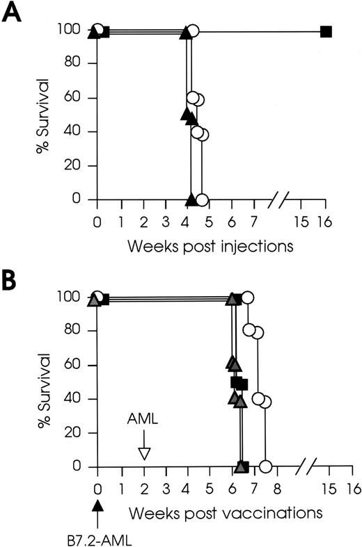Fig. 2. B7.2-AML cells have reduced tumorigenicity but do not elicit systemic immunity. (A) SJL/J mice (8 to 10 mice for each type of experiment) were injected IV with 105 or 106B7.2-AML cells or 105 control cells. These experiments were repeated twice. Mice injected with (▪) 105 B7.2-AML cells rejected their tumor, whereas mice injected with (○) 106B7.2-AML or (▴) control cells developed lethal leukemia. (B) SJL/J mice were immunized IV with (▪) 105 irradiated (3,200 cGy) B7.2-AML or (○) 2 × 106 B7.2-AML cells or (▵) control cells (solid arrow) and 2 weeks later challenged with 105 live wild-type AML cells (open arrow). Challenge was lethal to all groups of vaccinated mice. Vaccinations with 2 × 106 irradiated B7.2-AML cells prolonged survival for 5 to 7 days.