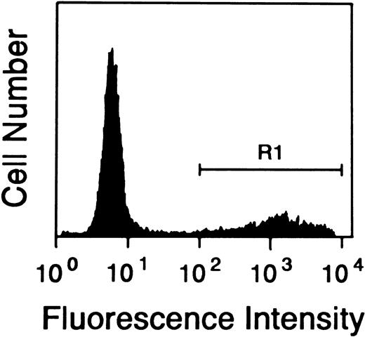 Fig. 3. Quantitative assessment of apoptosis in FL cells cultured in media alone. FL cells were cultured as described and the percentage of apoptotic cells was assessed by TUNEL staining in flow cytometry. The figure shows the percentage of cells (R1 = 23.6%) TUNEL positive after 4 days of culture in one representative sample. Similar results were obtained from all seven of the patients studied.