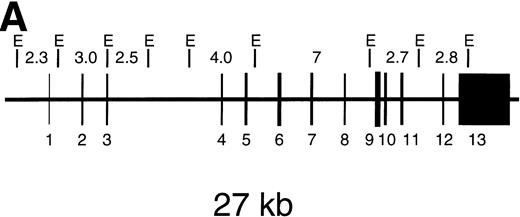 Fig. 1. Southern blot RFLP assay of genomic DNA after digestion with EcoRI. (A) Shows the EcoRI restriction map of the CYBB gene. Hybridization was performed with a 32P-labeled pSV-CGD cDNA probe, containing the entire coding region of CYBB. The length of the expected restriction fragments is indicated. (B) Shows the results with the DNA from a healthy control donor (lane C), from the mother of the patients (lane M), from the eldest patient (lane 1), and from the youngest patient (lane 2). The size of the indicated fragments was determined relative to HindIII digested phage-lambda DNA as size markers. Arrows at right point at differences between lane C and the other lanes.