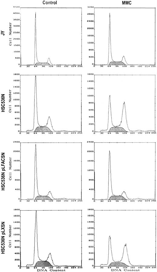 Fig. 1. FAC gene replacement normalizes the cell cycle response of FA(C) lymphoblasts to low-dose MMC. Cells were treated with control medium or medium containing 40 ng/mL MMC for 2 hours. Following treatment, the cells were washed three times and placed back in culture in complete medium. After 24 hours the cells were obtained and DNA content measured by PI staining and flow cytometry. Results of a representative experiment are shown. The shaded area represents cells in S phase.