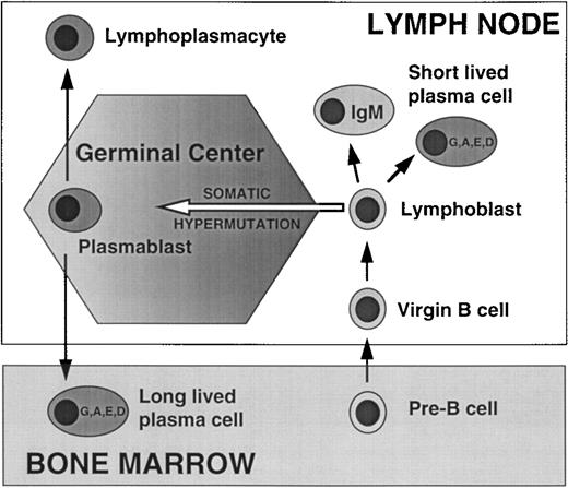 Fig. 1. Normal plasma cell development. Functional V(D)J rearrangements of IgH and IgL genes in pre-B cells in the BM generate an immature B cell that expresses a functional Ig on the cell surface, which then exits the BM as a virgin (mature) B cell, and homes to the secondary lymphoid tissues. Early in the immune response productive interaction with antigen stimulates formation of a lymphoblast which differentiates into a short-lived nonswitched (IgM), or switched (IgG, IgA, IgE, or IgD) PC. Later in the primary response or in a secondary response, the lymphoblast generated by productive interaction with antigen enters a germinal center, where it undergoes somatic hypermuation of its IgH and IgL genes, and antigen selection of cells with high affinity Ig receptor. A germinal center plasmablast that undergoes productive IgH switch recombination typically homes to the BM where it differentiates into a long-lived plasma cell (cf. myeloma cell).