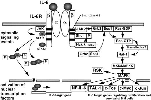 Fig. 2. Transmembrane signaling of IL-6, which is a major growth factor for MM. Binding of IL-6 to the α chain (gp80) of the IL-6 receptor (IL-6R) causes the formation of multimeric complexes composed of 2 IL-6R α chains, 2 β chains (IL-6Rβ or gp130), and 2 IL-6 molecules. Subsequently, tyrosine kinases (JAKs and Src kinases, in particular Hck) which are bound constitutively to the IL-6Rβ, become activated and (trans)phosphorylate the receptor. This creates specific docking sites for several signaling proteins including STAT1, STAT3, and Shc (?) on the IL-6Rβ, allowing further phosphorylation of these proteins by receptor-associated kinases. Activation of Shc recruits Grb2/Sos1 to the cell membrane. Sos1, a Ras-GDP/GTP exchange factor activates Ras; this activates a signaling cascade of several serine/threonine kinases including Raf-1, MKK, MAPK. Finally, MAPK phosphorylates substrates like c-Myc, c-Jun, c-Fos, RSK, and these events eventually enhance MM proliferation or prevent apoptosis. Upon phosphorylation, STAT1 and STAT3 form homodimers and heterodimers that are translocated to the nucleus and act as transcription factors for IL-6–induced promoters. Although the Ras-MAPK signaling cascade is believed to promote MM growth, no such function has yet been reported for the JAK-STAT pathway, believed to trigger rather metabolic events.