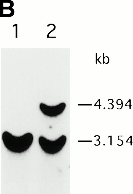 Fig. 1. Characterization of the paternal missense mutation. (A) Sequence (sense) of amplified cDNA subclones from a control (left) and the patient (right). The position of the G632 → A transition is indicated by arrows next to the sequence ladder. (B) Identification of heterozygosity for the missense mutation. DNA samples from a control (lane 1) and the patient B-LCL (lane 2) were hybridized to a radiolabeled 444-bp Rsa I-Pst I cDNA probe extending from the mutation site to the end of exon 11 afterRsa I digestion. The normal Rsa I sites are at base pair 27,276 in exon 6, 28,516 in exon 7, and 31,671 in intron 11, predicting a 3.154-kb band hybridized to the probe in normal control, while loss of Rsa I site in exon 7 results in a larger band (4.394 kb). (C) Determination of the paternal mutation. Amplified genomic fragments (739 bp) from intron 6 (base pair 28377) to intron 9 (base pair 29115) were digested with Rsa I and electrophoresed in 2.0% agarose gel, and stained with ethidium bromide. The fragment has one Rsa I recognition site at base pair 28,517 in exon 7, predicting 141- and 598-bp fragments. Loss of the Rsa I site by the mutation results in an undigested fragment.