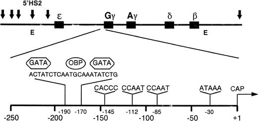 Fig. 1. Diagram of the human β-globin gene domain showing the arrangement of the five β-globin genes, the position of the six identified DNase I hypersensitive (HS) sites (arrows), and the location of the 5′HS2 and 3′β enhancer elements (E). The expanded view of the G γ gene promoter region shows the recognition sites for the DNA-binding proteins GATA-1 and OBP.