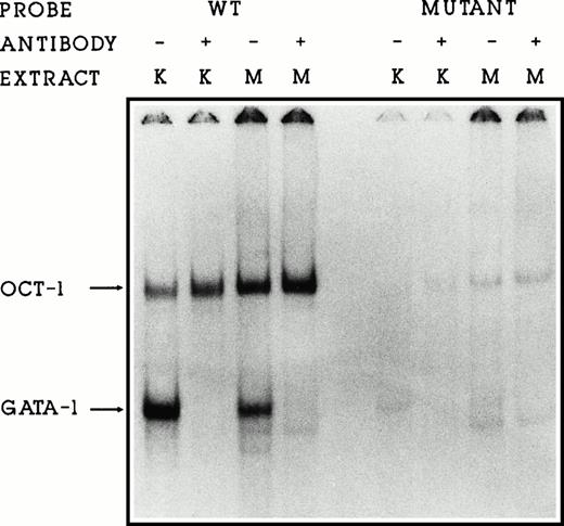 Fig. 5. GATA-1 and OCT-1 do not bind to the mutated GATA binding site. Gel retardation assays showing the binding of K562 (K) and MEL (M) nuclear proteins to the wild-type and mutGATA binding sites. GATA-1 antiserum (lanes 2, 4, 6, and 8) disrupts the GATA-1/DNA complex.