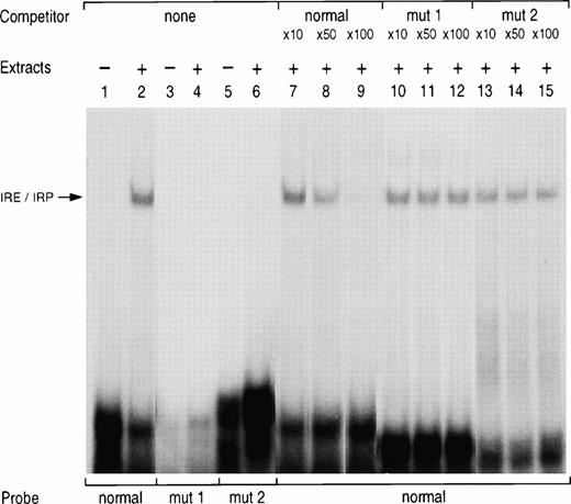 Fig. 3. Gel retardation assay with normal and mutated L ferritin IRE probes. 32P-labeled L ferritin IRE probe (5 × 104 cpm) of either normal sequence (lanes 1, 2, and 7 to 15) or carrying the loop mutation (mut1, lanes 3 and 4) or the bulge mutation (mut2, lane 5 and 6) was incubated with 5 μg K562 cytoplasmic extracts. The products were analyzed by electrophoresis on nondenaturing polyacrylamide gels either as free probe (lanes 1, 3, and 5) or after incubation with the extract only (lanes 2, 4, and 6). For the competition studies, the normal radiolabeled IRE probe was incubated with the extracts in the presence of a 10-, 50- or 100-fold molar excess of a cold normal IRE probe (lanes 7 to 9) or of a cold mutated IRE probe with a loop mutation (mut1, lanes 10 to 12) or a bulge mutation (mut2, lanes 13 to 15).